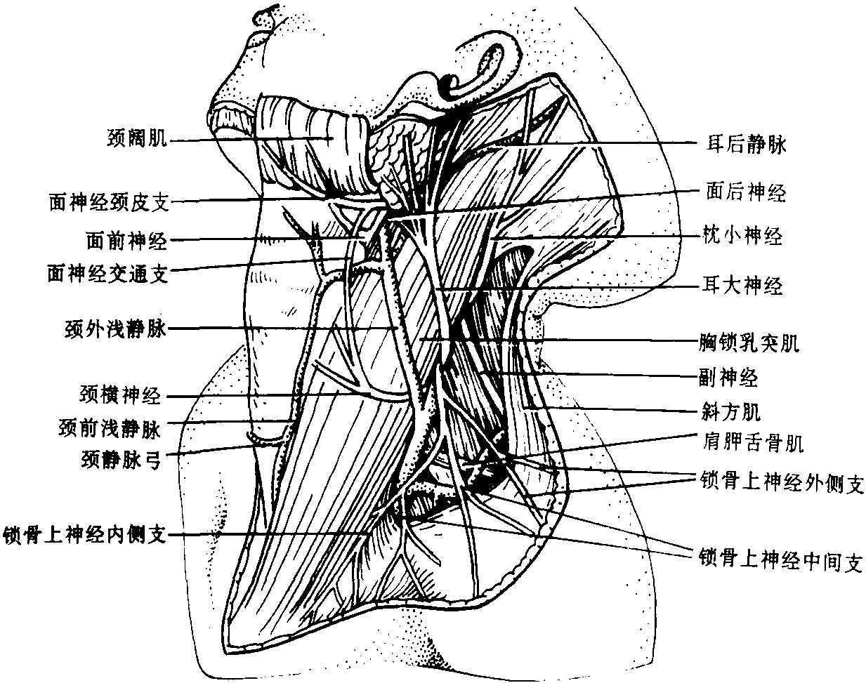 一、颈部概述